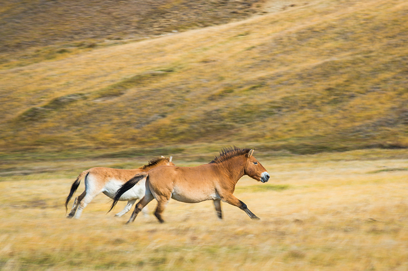 Przewalski’s Horse - Takhi